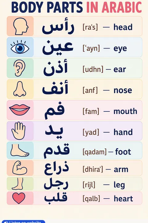 Body parts in Arabic vocabulary chart
