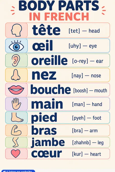 Body parts in French vocabulary chart