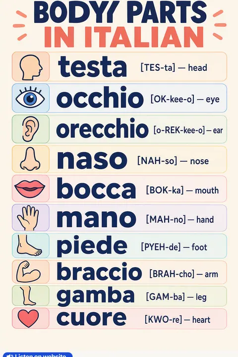 Body parts in Italian vocabulary chart