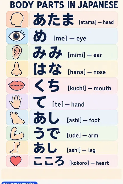 Body parts in Japanese vocabulary chart