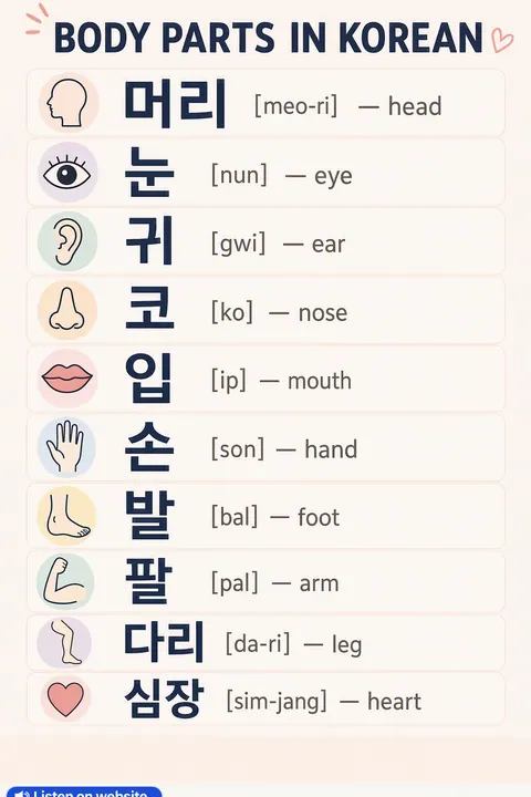 Body parts in Korean vocabulary chart