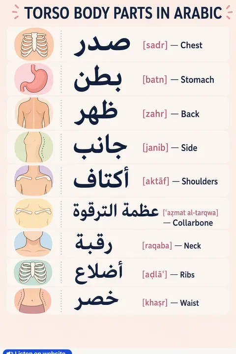Torso Body Parts in Arabic vocabulary chart