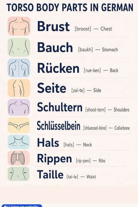 Torso Body Parts in German vocabulary chart