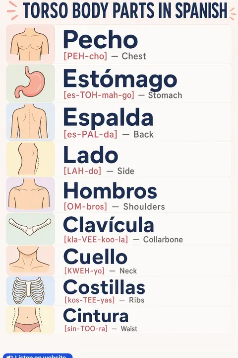 Torso body parts in Spanish vocabulary chart