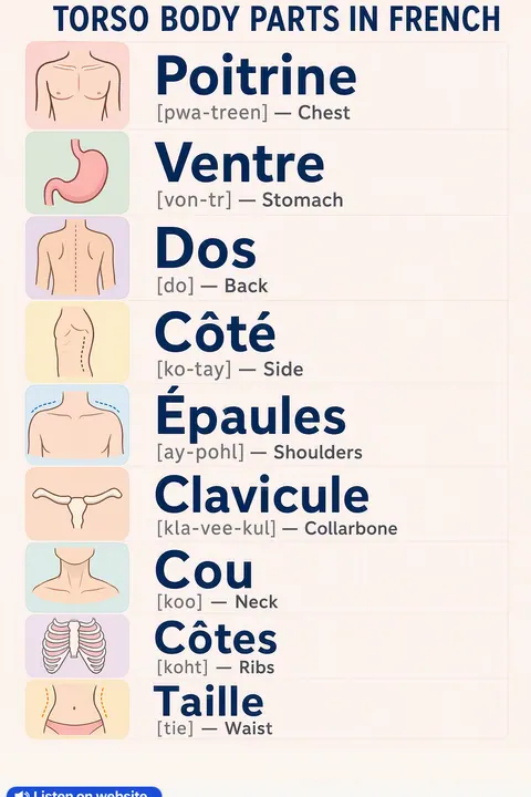 Torso Body Parts in French vocabulary chart