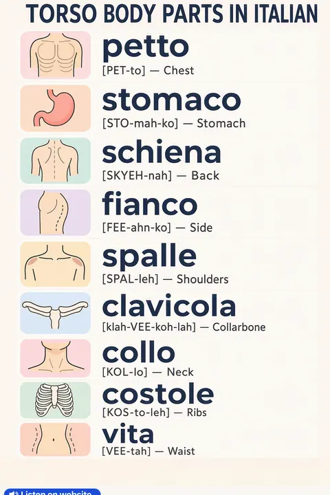 Torso Body Parts in Italian vocabulary chart