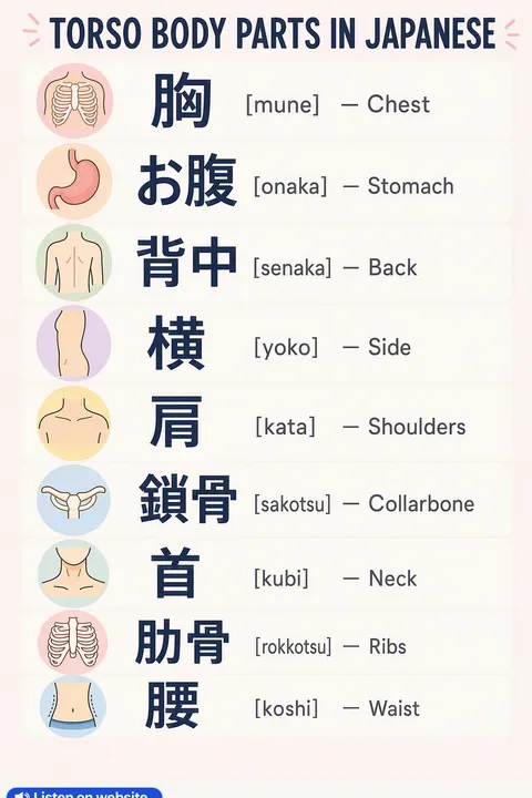 Torso Body Parts in Japanese vocabulary chart