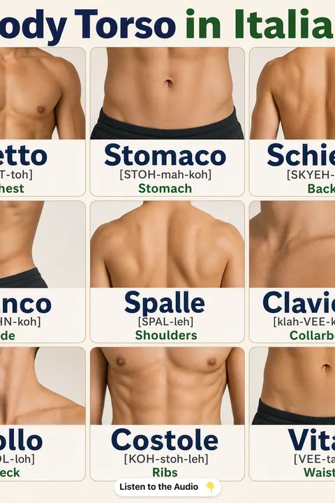 Body Torso in Italian vocabulary chart