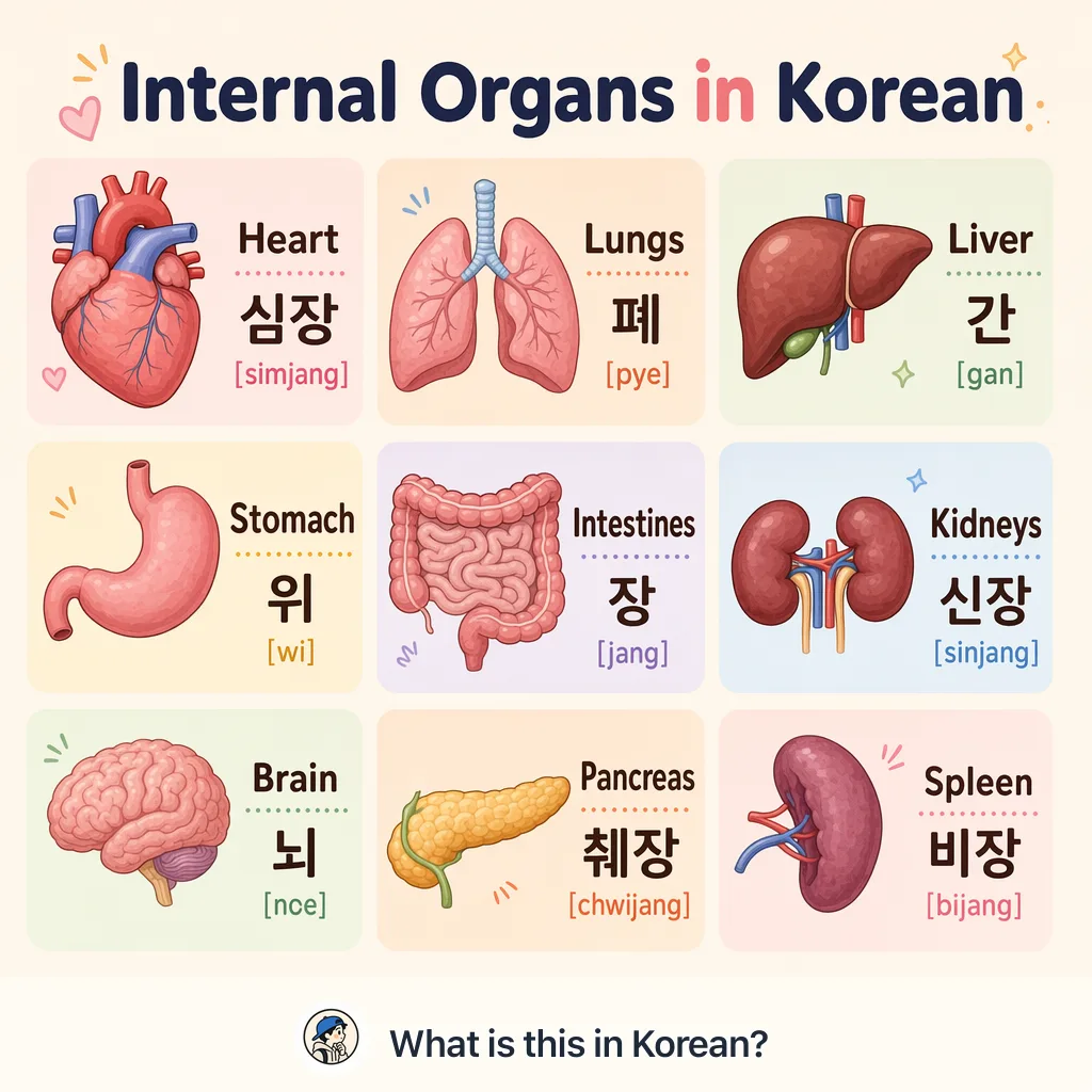 Internal Organs in Korean — Korean vocab chart