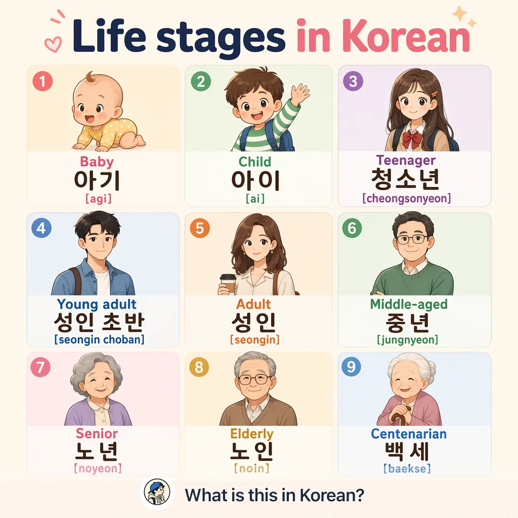 Life stages in Korean — Korean vocab chart